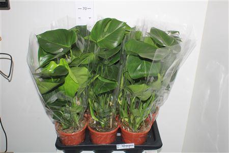 <h4>Monstera Deliciosa</h4>