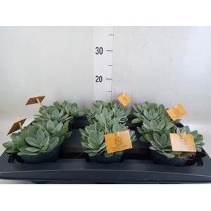 Senecio cephal. 'Mountain Fire'