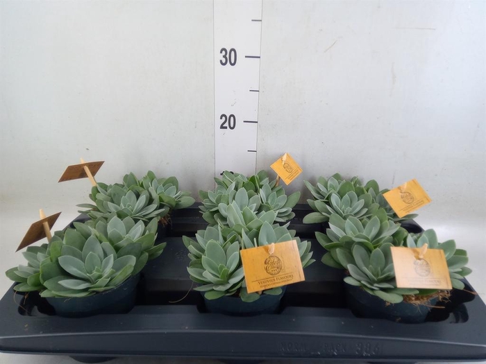 <h4>Senecio cephal. 'Mountain Fire'</h4>