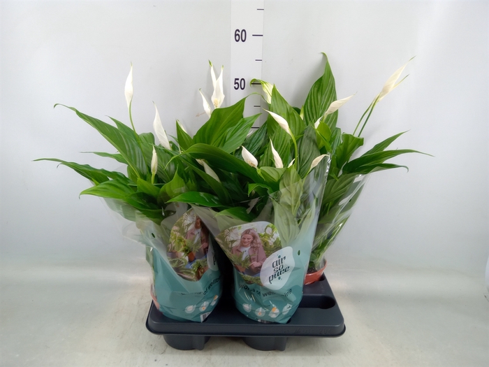 <h4>Spathiphyllum  'Pearl Cupido'</h4>