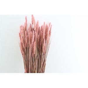 Dried Triticum X5 Light Frosted Pink Bunch