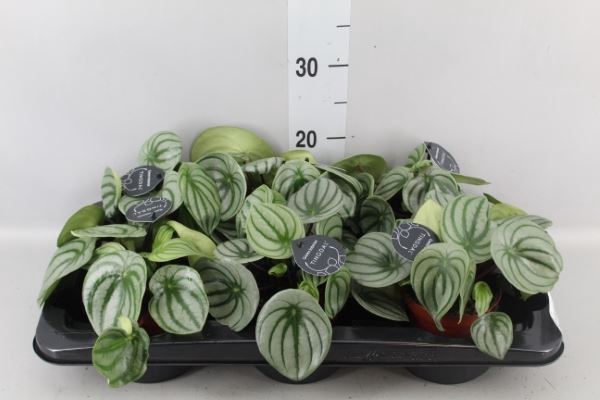 <h4>Peperomia</h4>