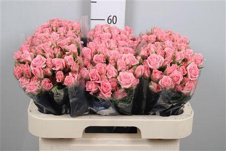 <h4>R Tr Odilia</h4>