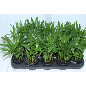 ARECA BAMBU P11