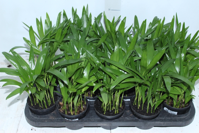 ARECA BAMBU P11