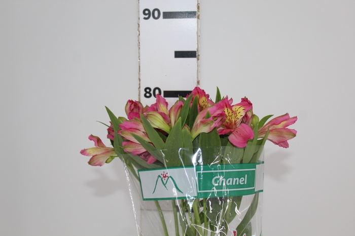 <h4>ALSTROEMERIA CHANEL 080 CM</h4>