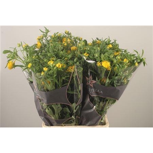 Ran N Moderna Sorrento