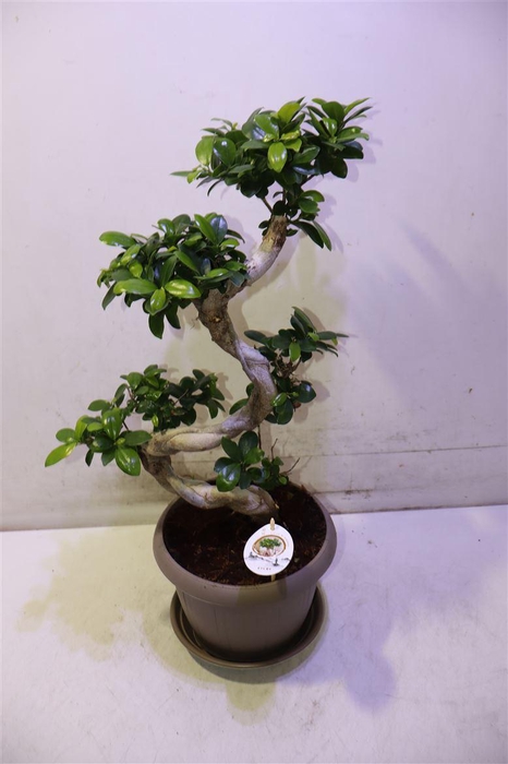 <h4>arr8 Fic Mi Ginseng</h4>