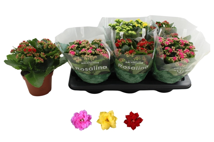 <h4>Kal Ge Ro Gem 3 Kl</h4>