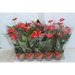 ANTHURIUM ESUDO P12