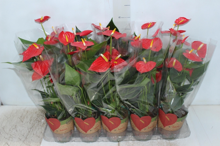 <h4>ANTHURIUM ESUDO P12</h4>