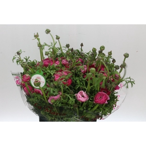 Ranunculus Clooney Lollipop Super