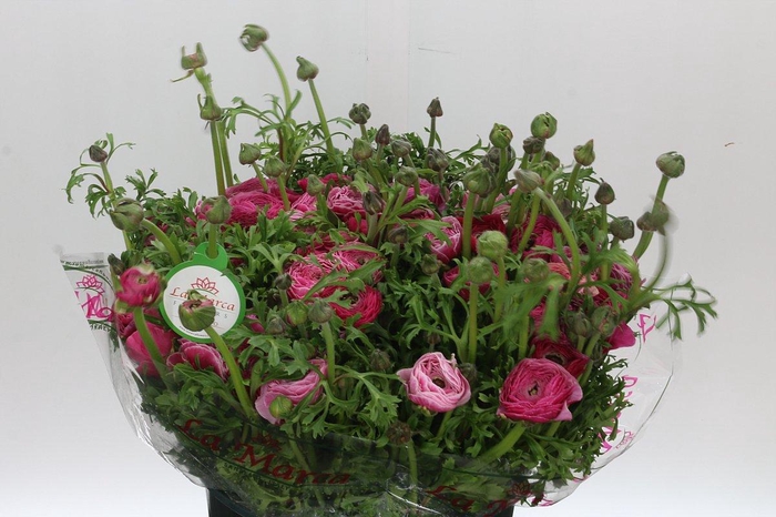 Ranunculus Clooney Lollipop Super