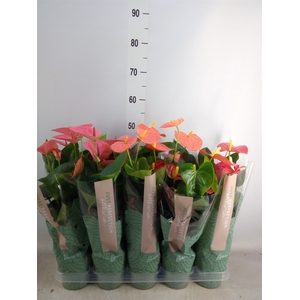 Anthurium   ...mix