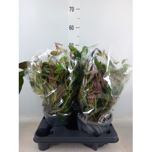 Aeschynanthus marmoratus