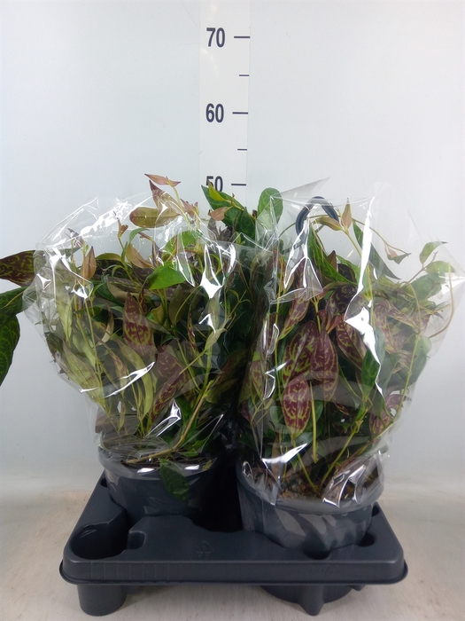<h4>Aeschynanthus marmoratus</h4>