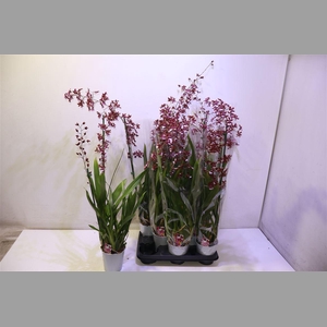 Oncidium Ov