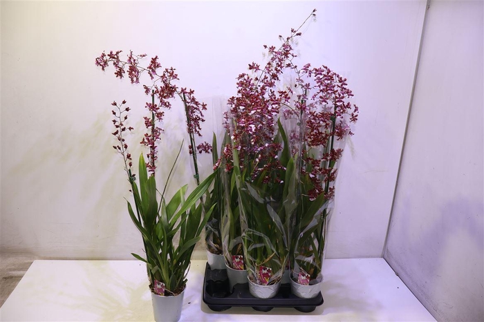 <h4>arr8 Oncidium Ov</h4>