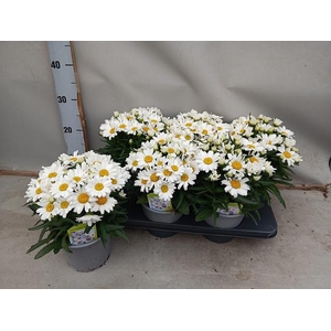 LEUC S DWARF SNOW LA