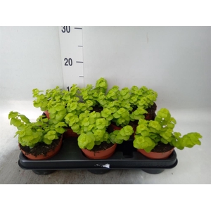 Lysimachia   ...