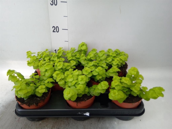 <h4>Lysimachia   ...</h4>