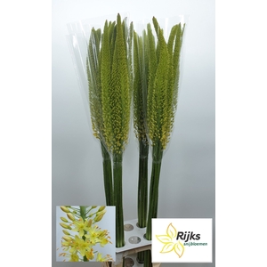EREMURUS MONEYMAKER