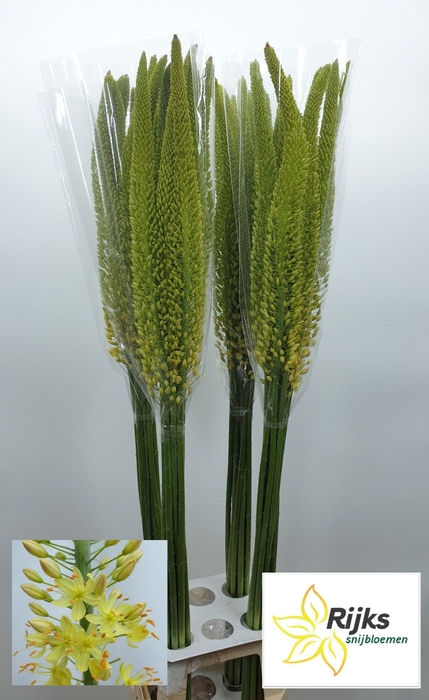 <h4>EREMURUS MONEYMAKER</h4>