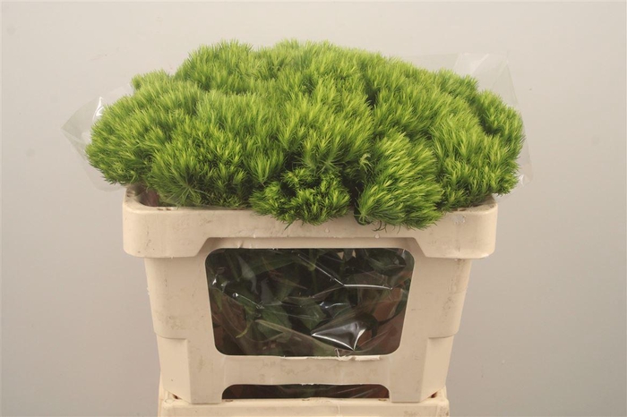 <h4>Di Barb Green Wicky</h4>