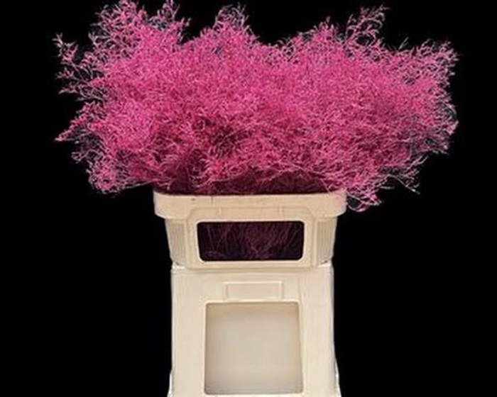 Limonium Beltlaard Klb Cerise