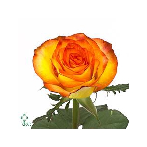 Rosa large high & magic