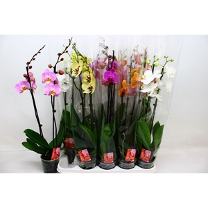 PHAL GEM 7 KL
