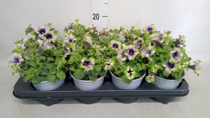 <h4>Petunia  'Nightsky'</h4>