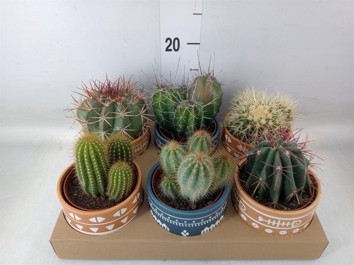 <h4>Cactus   ...</h4>