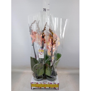 Phalaenopsis   ...orange