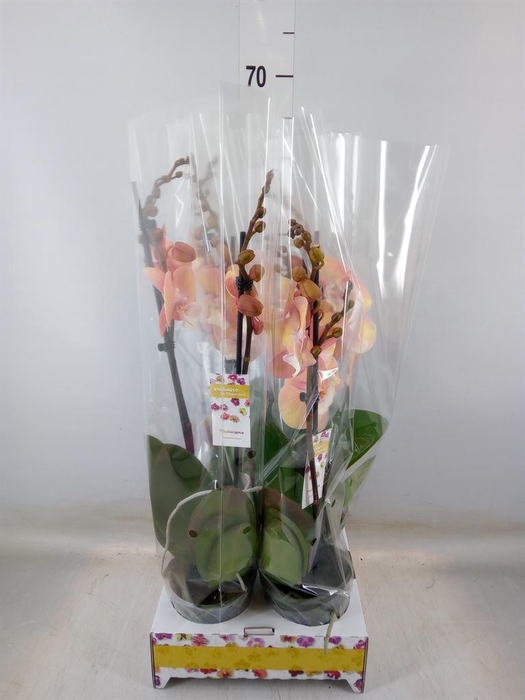 <h4>Phalaenopsis   ...orange</h4>