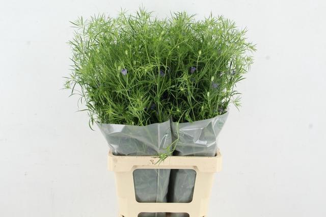 <h4>NIGE BUCHARICA</h4>