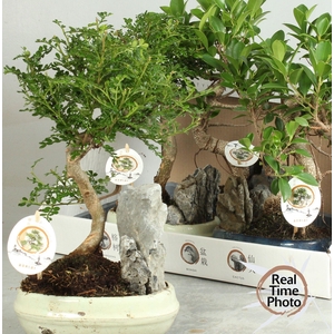 BONSAI GEM