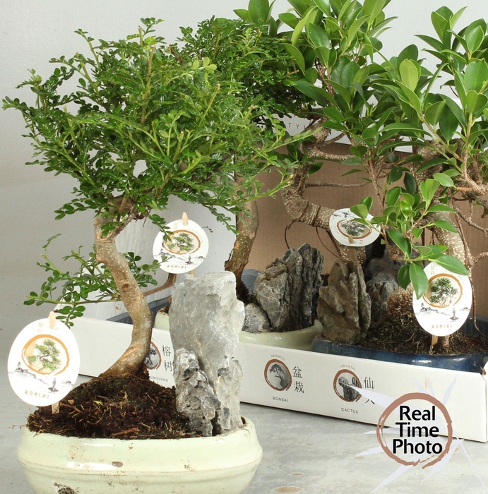 <h4>BONSAI GEM</h4>