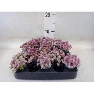 Callisia repens 'Rosato'