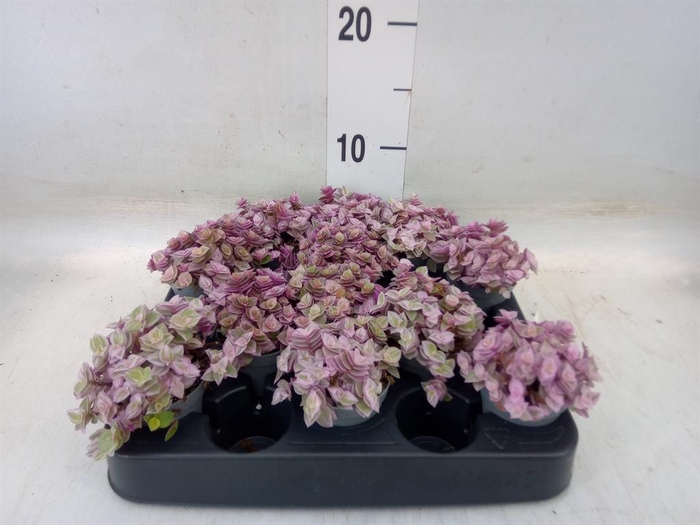<h4>Callisia repens 'Rosato'</h4>