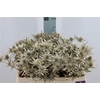 Eryngium Klb Platina X60