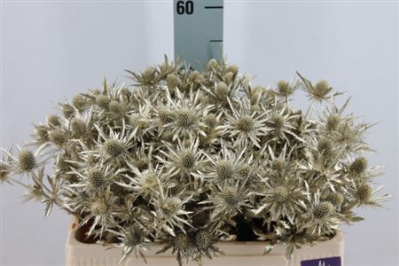 <h4>Eryngium Klb Platina X60</h4>