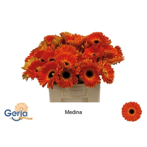 GE GR MEDINA