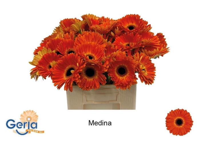 <h4>GE GR MEDINA</h4>