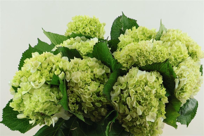 <h4>Hydr M Lima 65cm</h4>