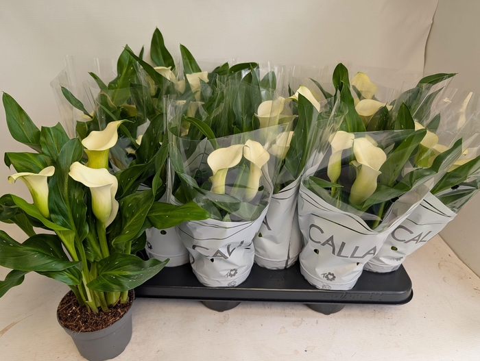 <h4>ZANT CAPT FRESCO</h4>