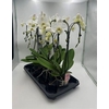 Phal Ant Leeds