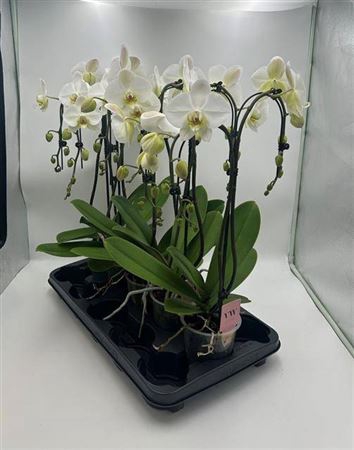 Phal Ant Leeds