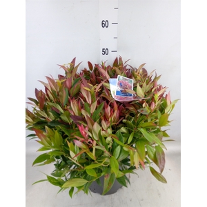 Leucothoe axillaris 'Zeblid'