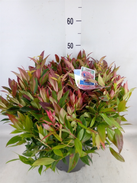 <h4>Leucothoe axillaris 'Zeblid'</h4>